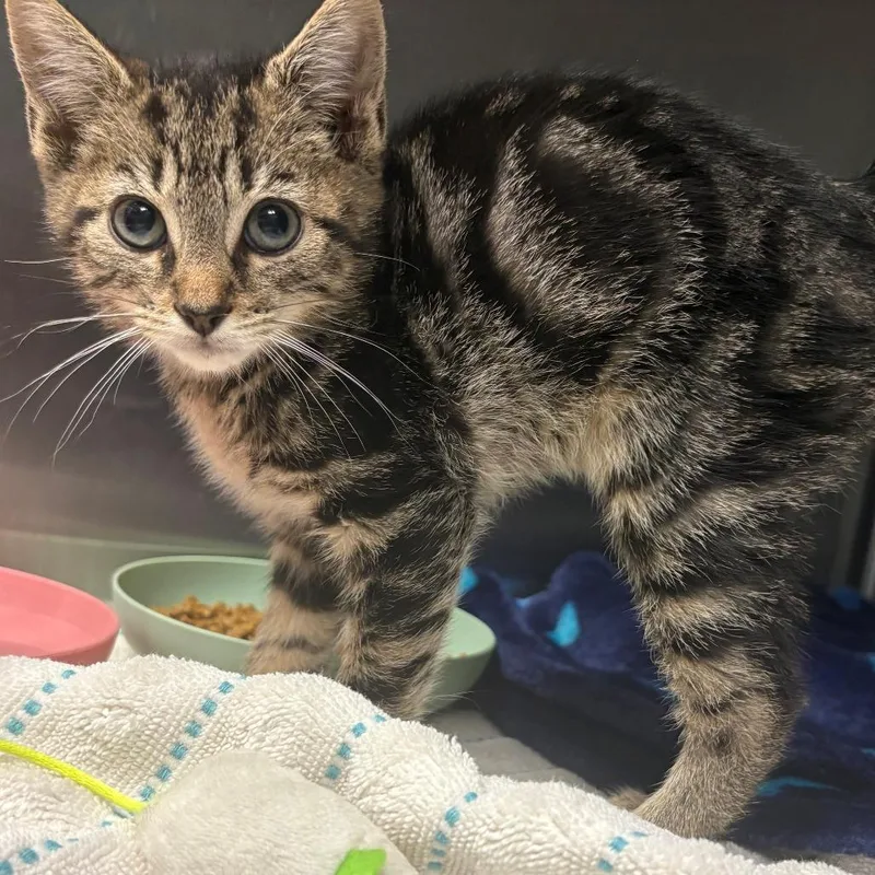 A baby small-sized male Brown / Chocolate Domestic Short Hair cat named Monte for adoption in East Hanover, NJ