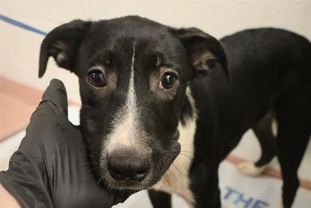A baby small-sized female Mixed Breed dog named Aqua for adoption in Columbia, SC
