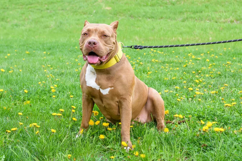 An adult extra large-sized female Golden Mixed Breed dog named Boston for adoption in Blair, NE
