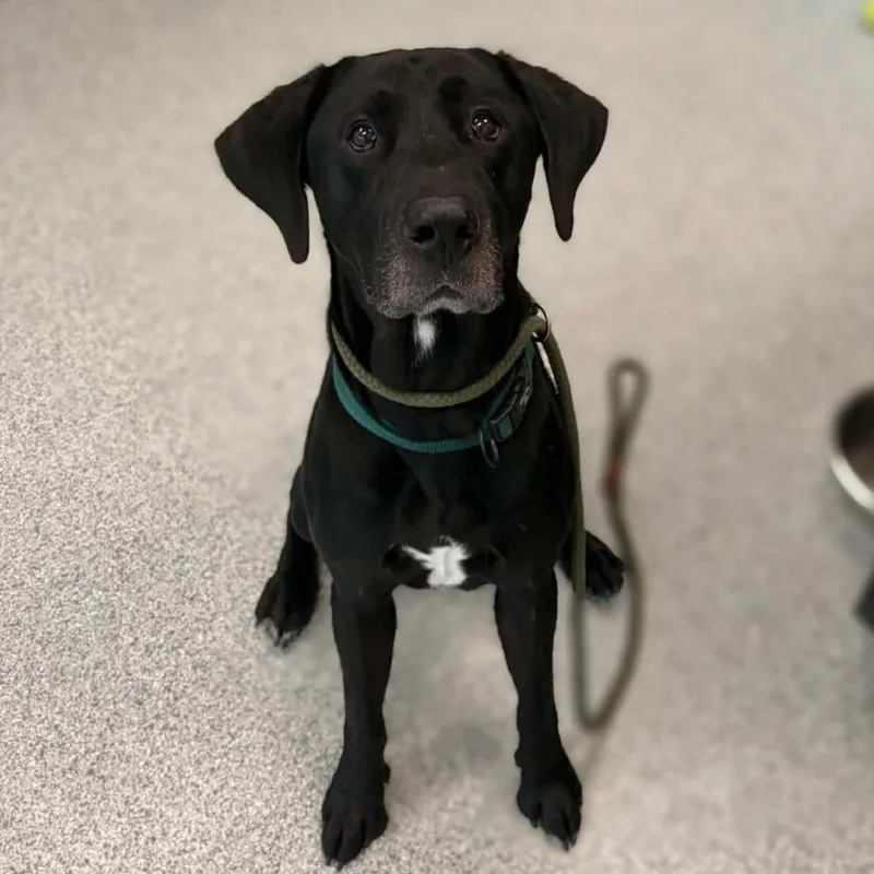 An adult medium-sized male Black Labrador Retriever dog named Ryder for adoption in Monticello, IA