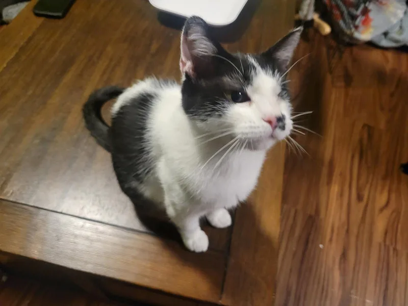 An adult medium-sized female Black & White / Tuxedo Domestic Short Hair cat named Pixie for adoption in Zimmerman, MN