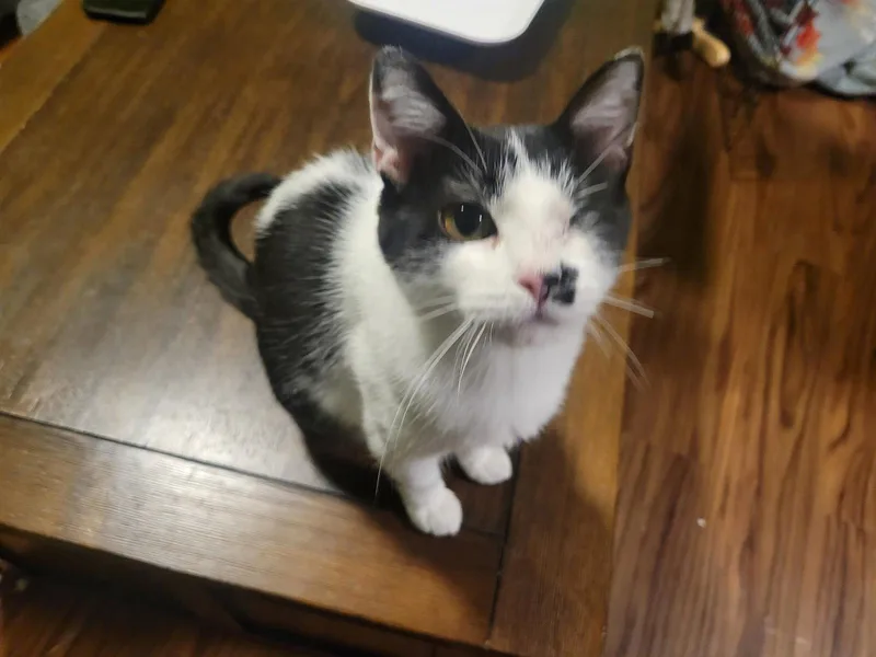 Pixie thumbnail 2