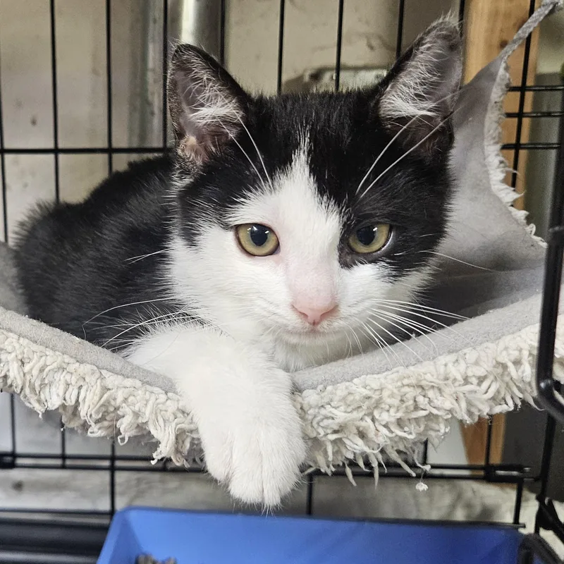 A baby small-sized male Black Domestic Short Hair cat named Malcolm N.  Rambunctious for adoption in New York, NY