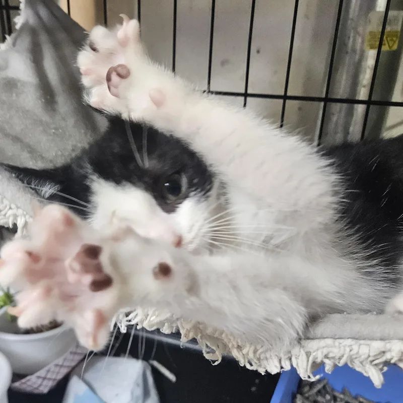 Malcolm N.  Rambunctious thumbnail 4