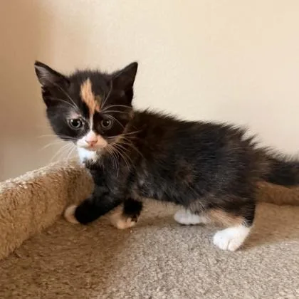 A baby small-sized female Domestic Medium Hair cat named Willow for adoption in Janesville, WI