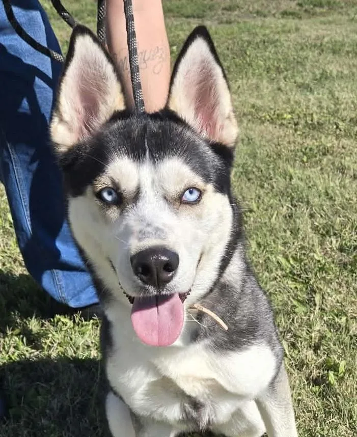 An adult medium-sized female Siberian Husky dog named Duchess for adoption in Larned, KS