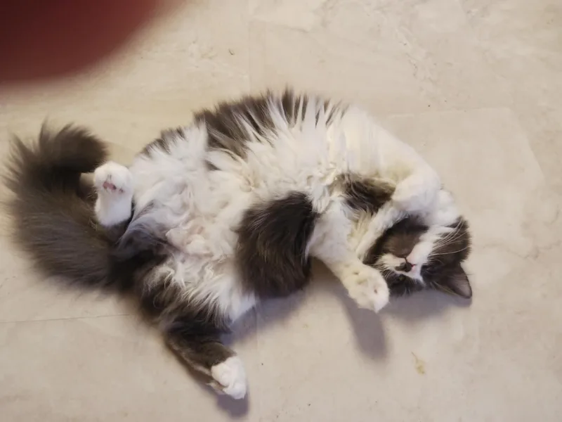 Clover thumbnail 4