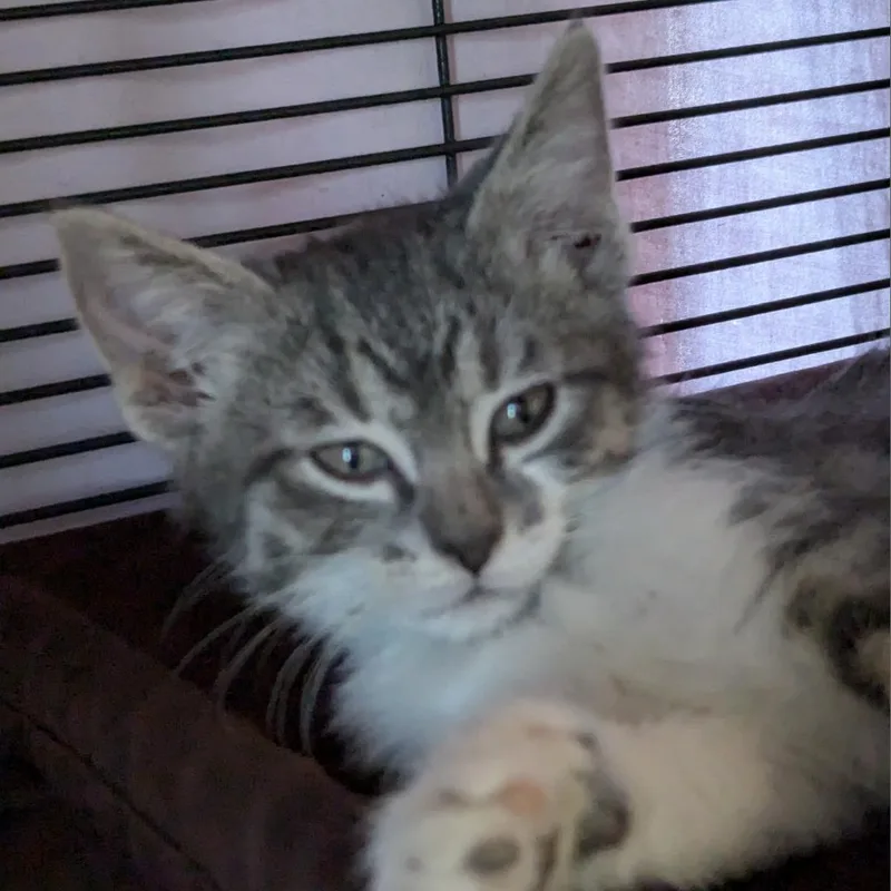 An adult medium-sized male Gray / Blue / Silver Domestic Short Hair cat named Mee for adoption in Norfolk, NE