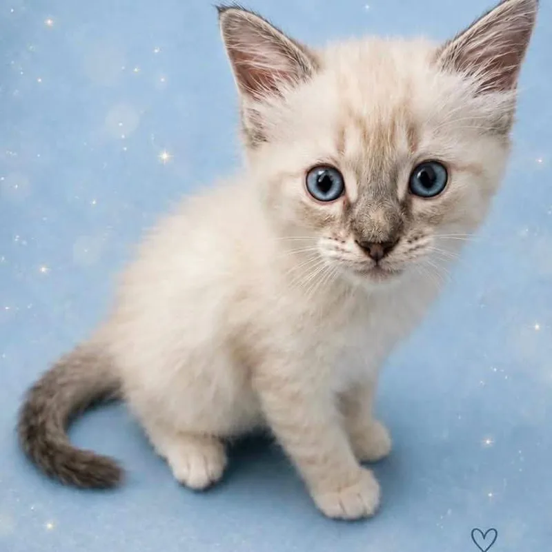 A baby small-sized male Domestic Short Hair cat named Latte for adoption in Grand Bay, AL