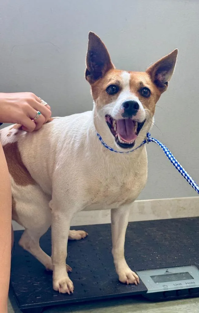 An adult medium-sized female Rat Terrier dog named Minnie for adoption in Danielsville, GA