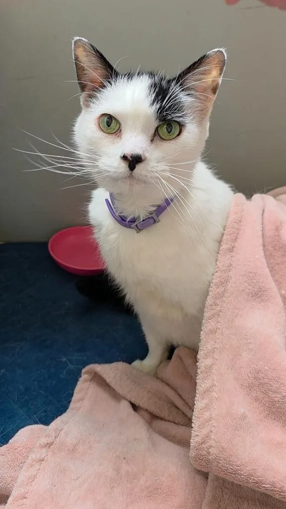 A senior large-sized male Domestic Short Hair cat named Cow for adoption in Sprakers, NY