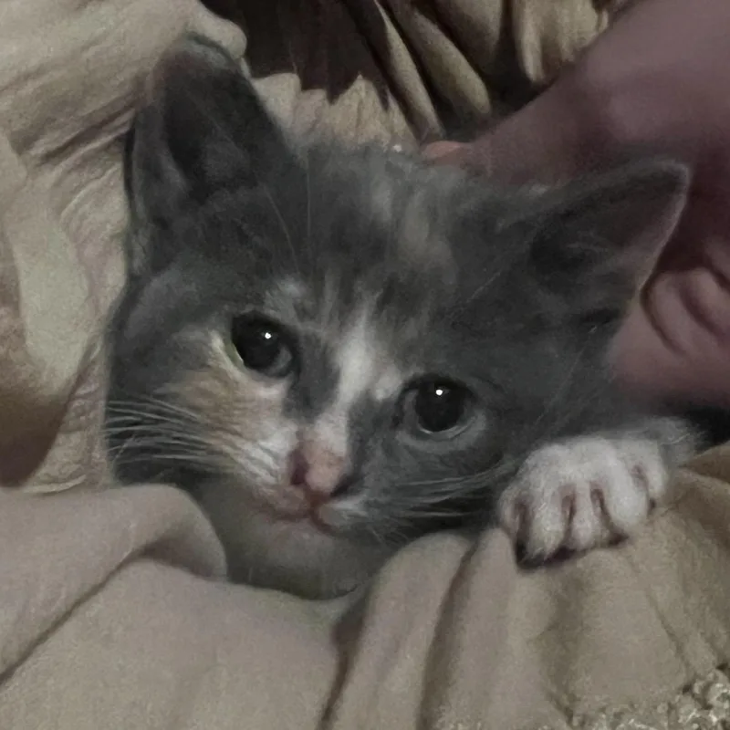 A baby small-sized female Gray / Blue / Silver Domestic Short Hair cat named Gilly for adoption in Chattanooga, TN