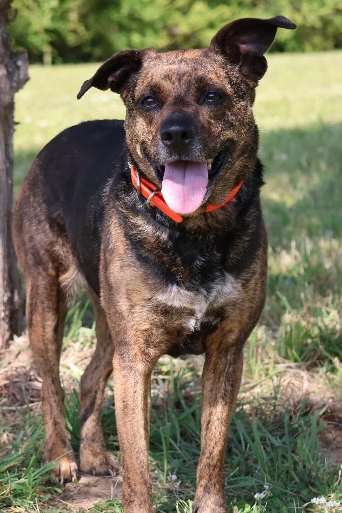 An adult large-sized female Mixed Breed dog named Tigress for adoption in Columbia, TN