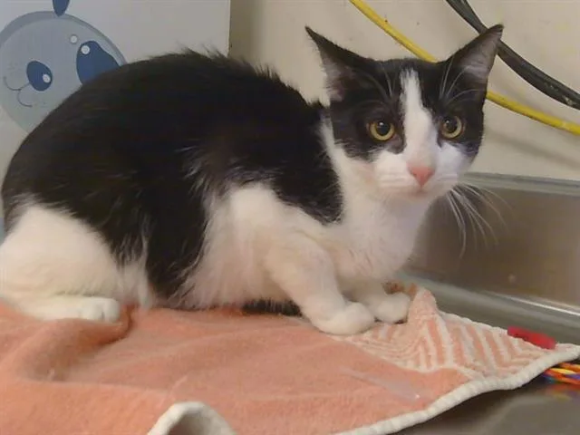 A young small-sized female Domestic Short Hair cat named Lily for adoption in Sacramento, CA