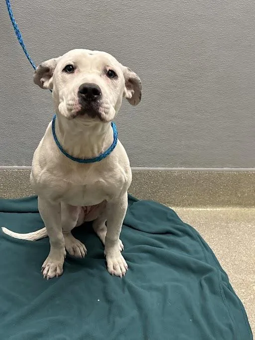 A young small-sized female Pit Bull Terrier dog named Sequins for adoption in Las Vegas, NV
