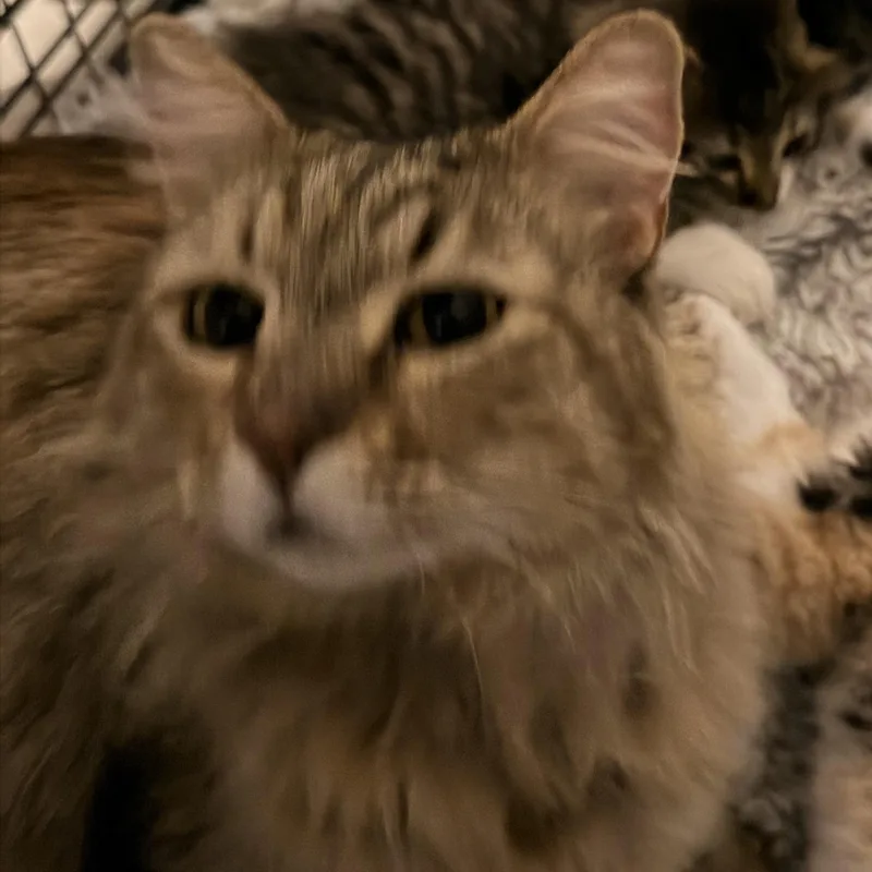 An adult large-sized female Domestic Long Hair cat named Cinnamon for adoption in Norco, CA