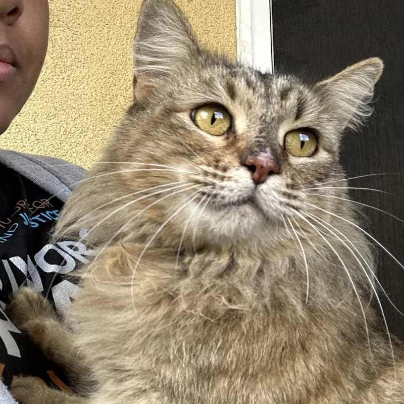 Cinnamon thumbnail 2