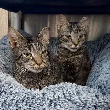 A young small-sized female Domestic Short Hair cat named Lida for adoption in Cumming, GA