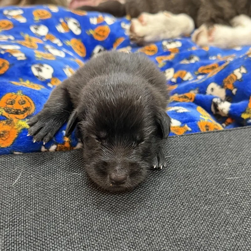 A baby small-sized female Border Collie dog named Baby girl for adoption in San Diego, CA