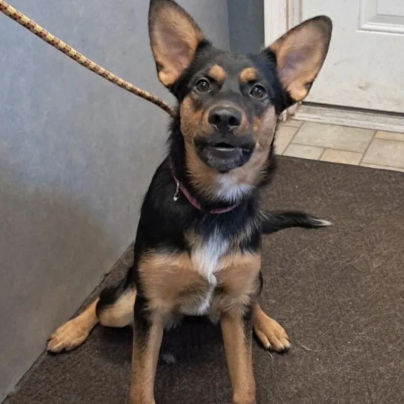 A baby medium-sized female German Shepherd Dog dog named Nova for adoption in Hollister, MO