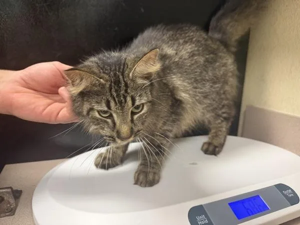 An adult small-sized female Domestic Long Hair cat named Mouse for adoption in Salisbury, MD