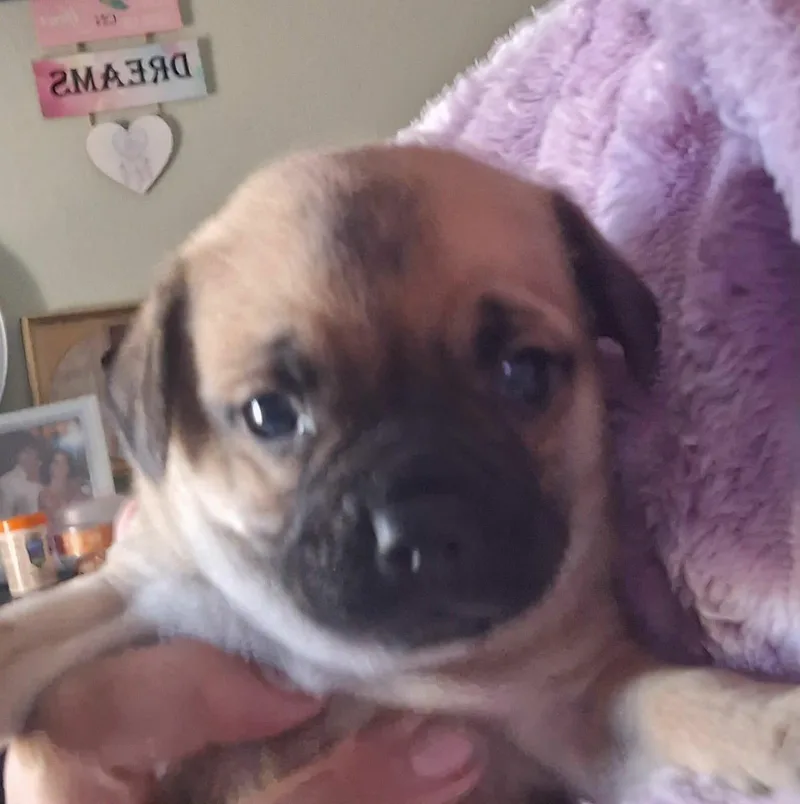 A baby small-sized male Pug dog named Austin for adoption in Windsor, CO
