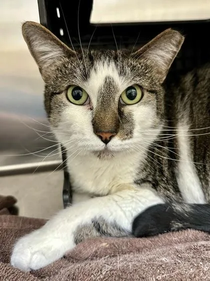 An adult large-sized female White Domestic Short Hair cat named Lynxy for adoption in Wichita, KS