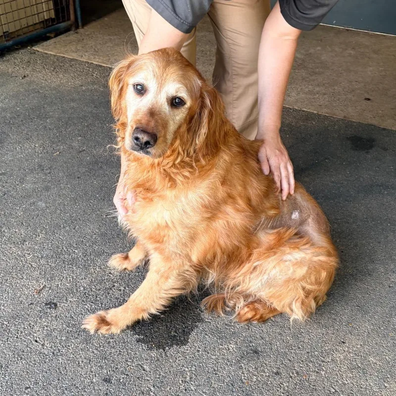 A senior large-sized male Golden Retriever dog named Brock for adoption in Saint Louis, MO