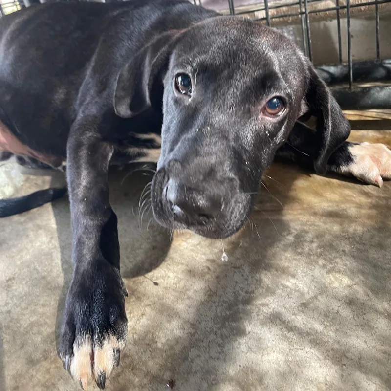 A young medium-sized male Black Mixed Breed dog named Gatsby for adoption in Valley, AL