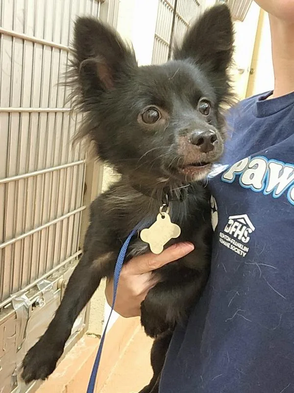 A young small-sized male Chihuahua dog named Hades for adoption in Kennewick, WA