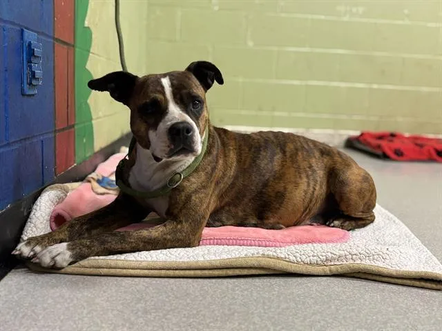 An adult large-sized female Boxer dog named Natasha for adoption in Indianapolis, IN