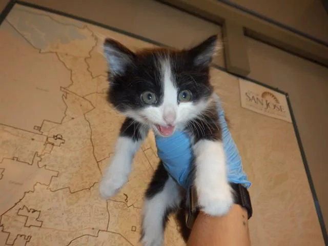 A baby small-sized female Domestic Short Hair cat named Lechon for adoption in San Jose, CA