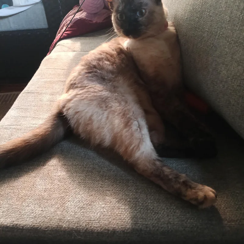 Scarlett thumbnail 2