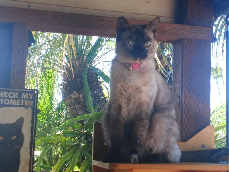 Scarlett thumbnail 3