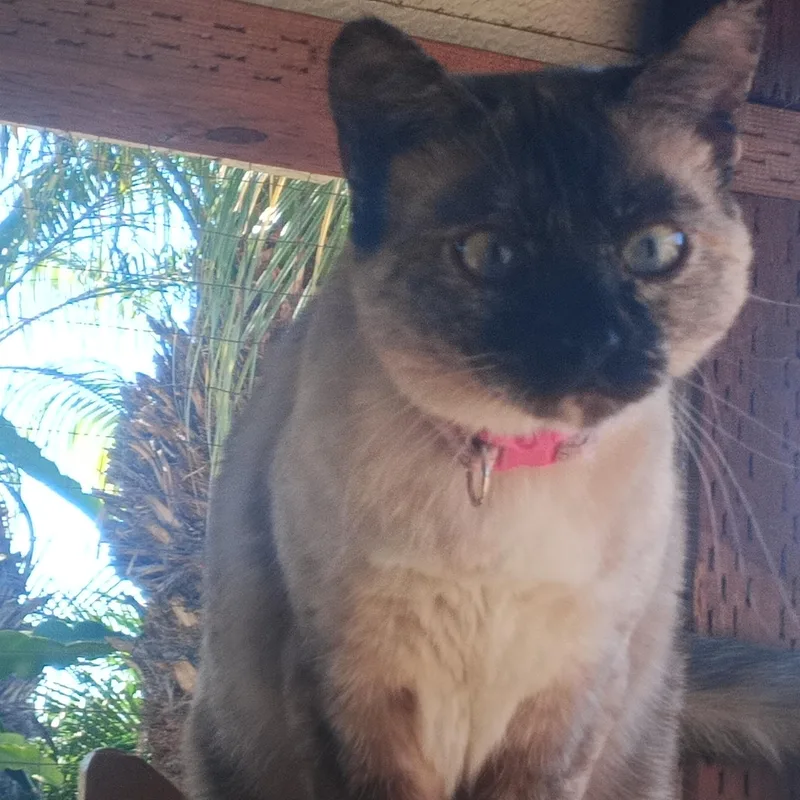 Scarlett thumbnail 4