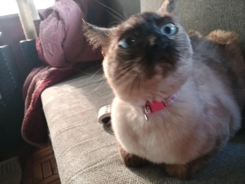 Scarlett thumbnail 5