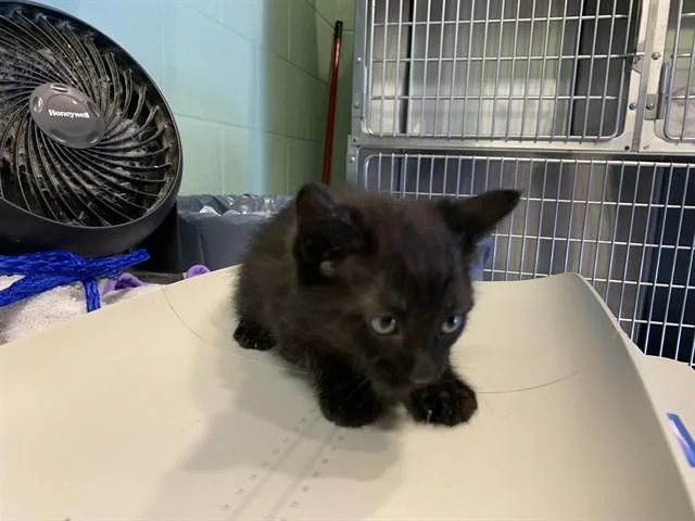 A baby small-sized male Domestic Short Hair cat named Kits for adoption in Grand Prairie, TX