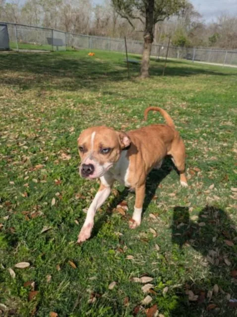 An adult medium-sized male Boxer dog named Simba for adoption in Texas City, TX