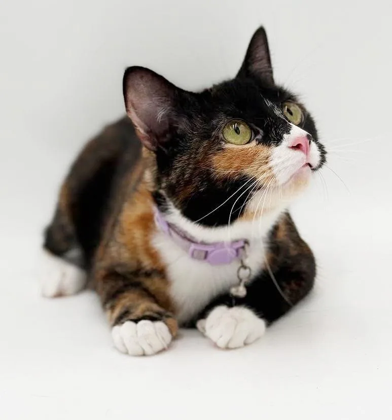 Bailey is a BEAUTY thumbnail 2