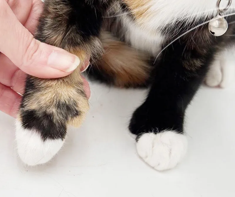 Bailey is a BEAUTY thumbnail 6