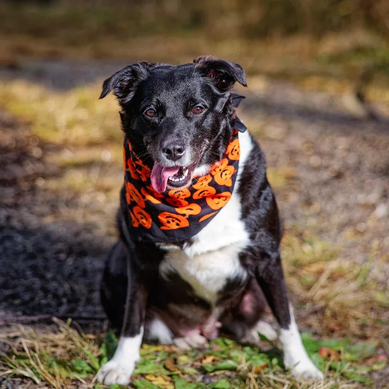 An adult medium-sized female Black Border Collie dog named Gabby for adoption in Clarinda, IA