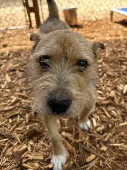 A senior medium-sized male Terrier dog named Pops for adoption in Cumming, GA