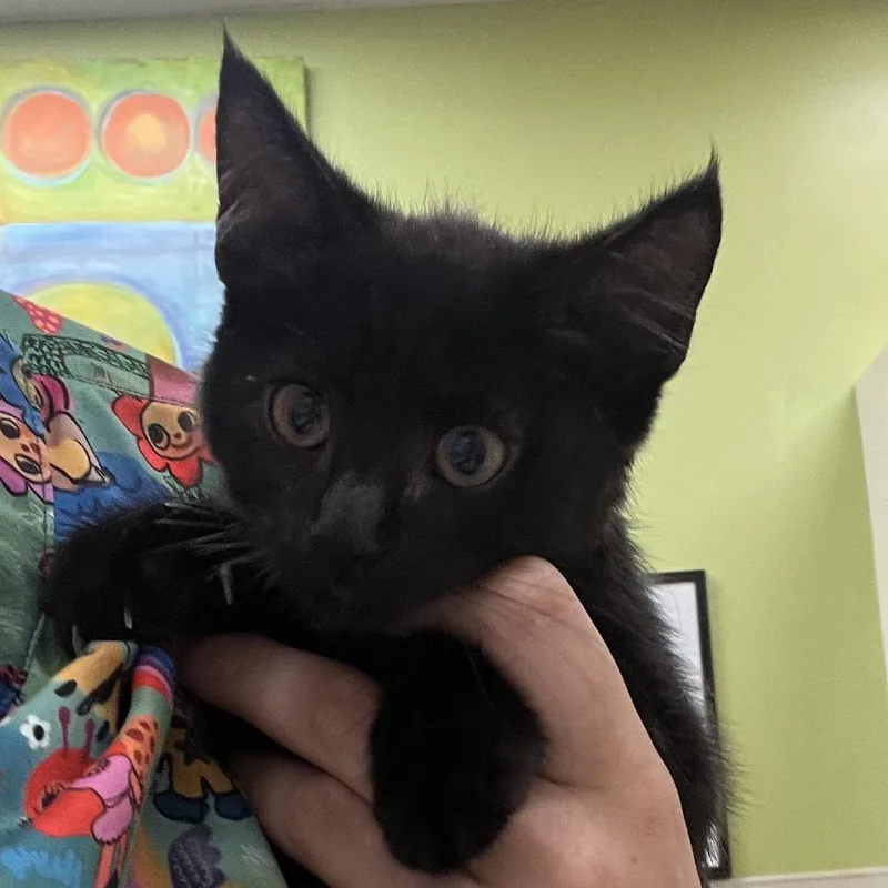 A baby small-sized female Black Domestic Short Hair cat named Magic for adoption in Lynchburg, VA