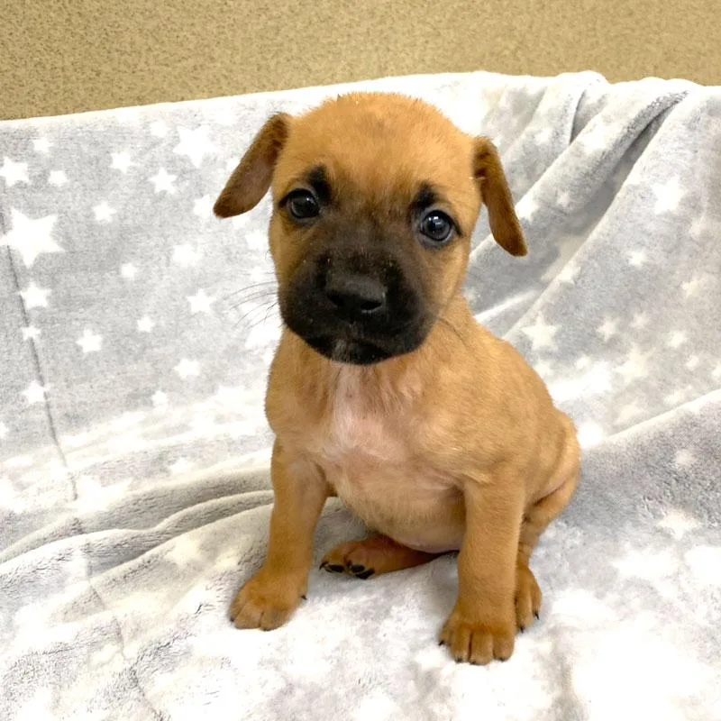 A baby medium-sized female Bicolor Boxer dog named Riley for adoption in Monroe, GA