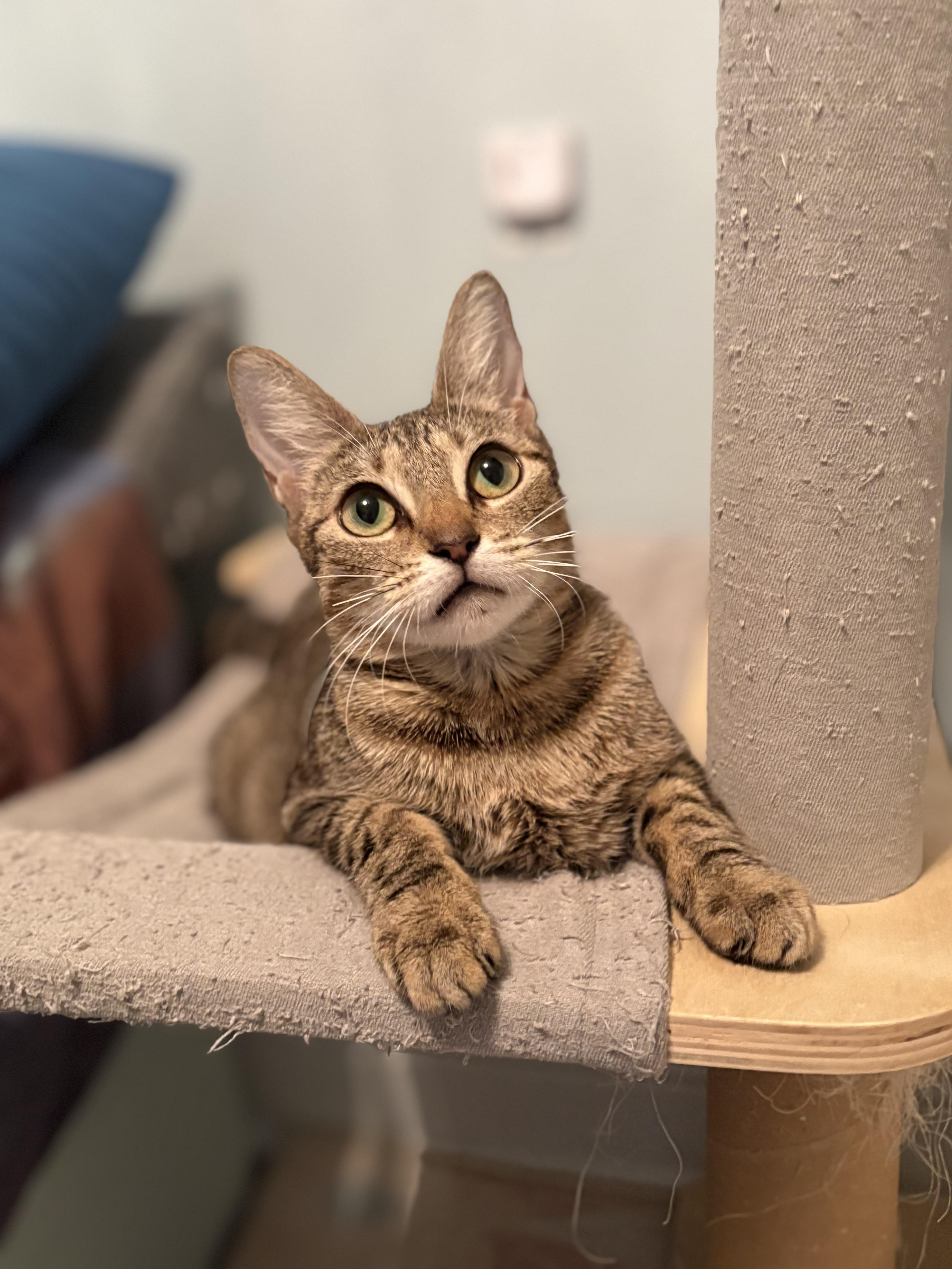 Delia Deetz thumbnail 4