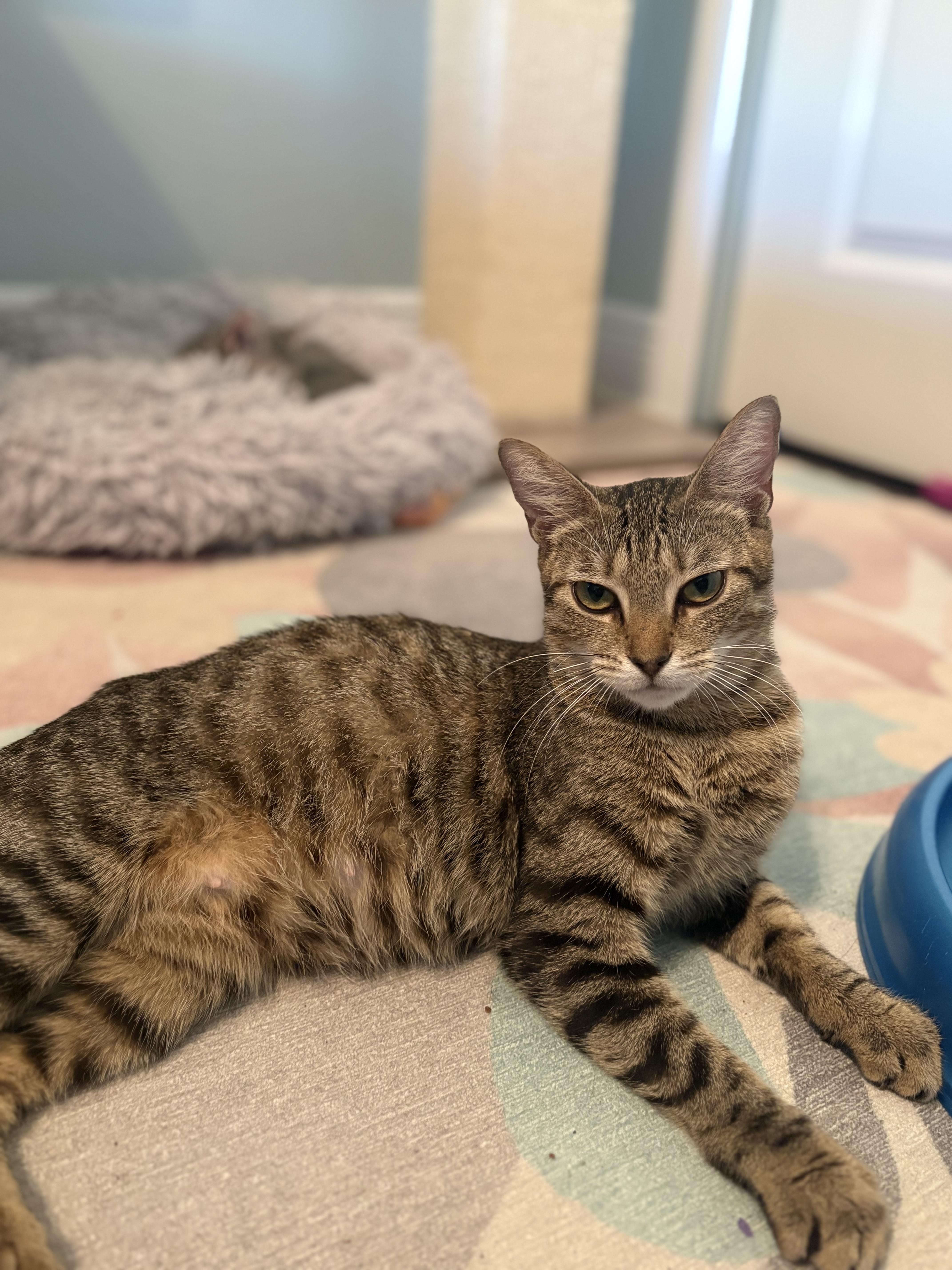 Delia Deetz thumbnail 6