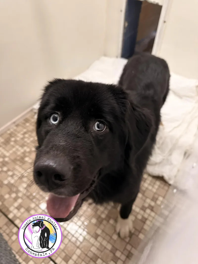 A young large-sized female Black Newfoundland Dog dog named Bella for adoption in Honesdale, PA