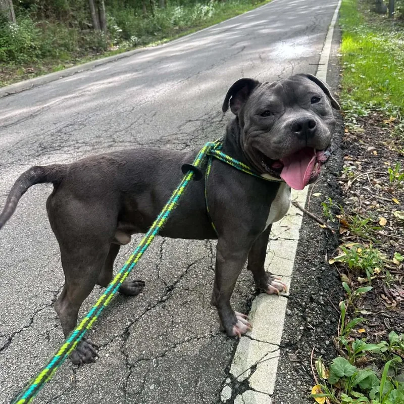 An adult medium-sized male Gray / Blue / Silver American Staffordshire Terrier dog named Phantom for adoption in Batavia, OH