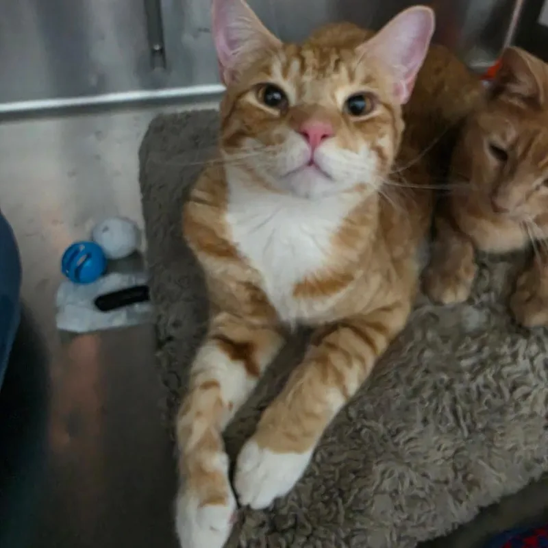 An adult large-sized male Orange / Red Domestic Short Hair cat named Nutmeg for adoption in Las Vegas, NV