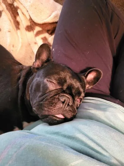 An adult medium-sized female French Bulldog dog named Reverie for adoption in Fort Worth, TX